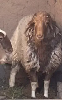 گوسفند گوشت