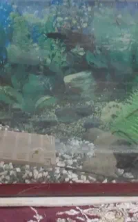 آکواریوم یکمتری در عرض ۴۰ و ارتفاع ۵۰