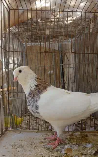 طوقی از نسل سرور