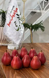 عقد قرارداد نهال گلابی انجوبسیارشیرین وبازار پسند