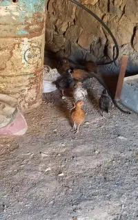 جوجه کوردی اصیل