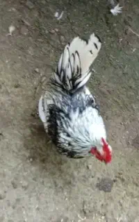 تزینی