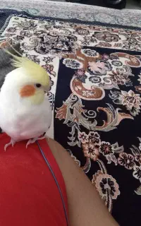 عروس هلندی گمشده ( مسکن مهر دره گرم)