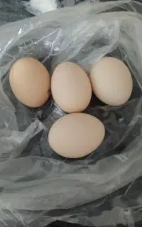 فروش تخم مرغ محلی
