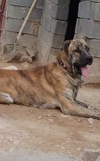 توله خراسانی