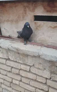 ماده سیاه پر پاپر یال دار
