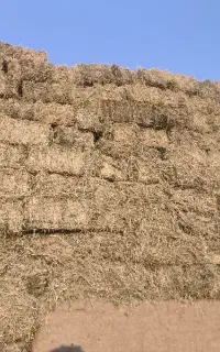 یونجه لوکس درجه یک
