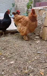 سه مرغ تخمگذار. یکی برهما