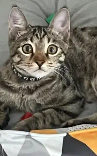 واگذاری گربه ماده ۵ ماهه