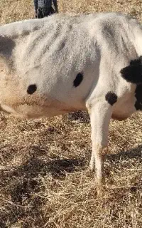 گاو ماده و جوان