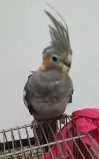 جوجه عروس هلندی