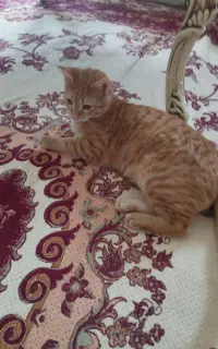 واگذاری بچه گربه