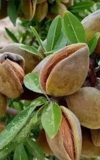 توزیع نهال لیبل دار بادام گلدانی