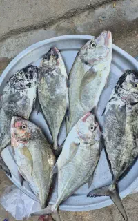 ماهی جش تازه