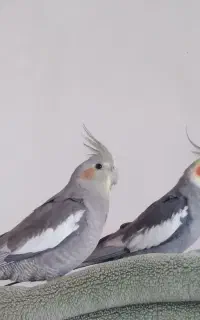عروس هلندی