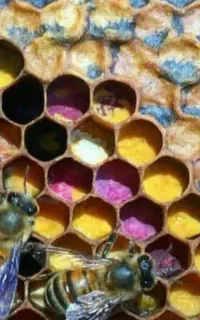 زمبورداری .آموزش .همکاری