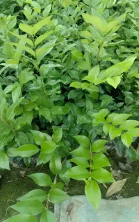یاس هلندی نشایی