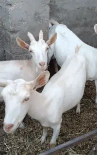 سه کولار