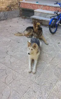 سگ ژرمن شیپر و هاسکی