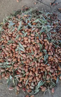 سنجد فروشی