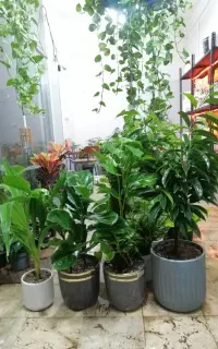 گلهای آپارتمانی