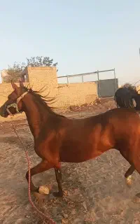 اسب مادیون درشورکره سالار۲