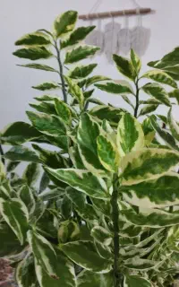 گیاه طبیعی پدیلانتوس