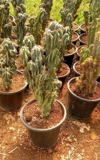 کاکتوس صخره ای ساکولنت