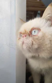 گربه پرشین شورت هر سوپر فلت جهت جفتگیری