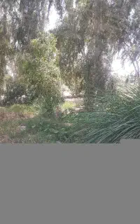 چوب