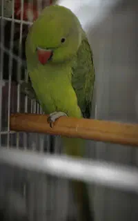 طوطی ملنگو و طوطی کوتوله