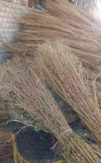 جارو بهترین کاشت