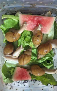 فروش پکیج حلزون