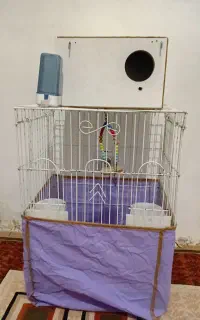 پرنده  ی  مرغ مینا نر ((با قفس))