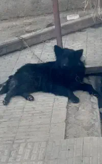 واگذار ژرمن بلک