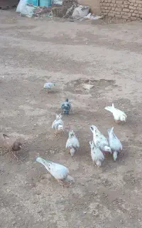 مغلف خطی