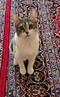 واگذاری گربه
