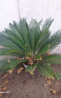 گل سیکاس