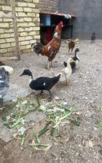 اردک