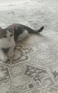 واگذاری بچه گربه نر