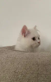 واگذاری پرشین بریتیش