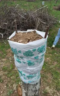 قلمه پیوندک خواب