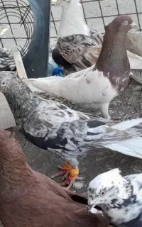 نر دم سفید