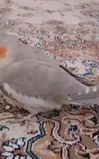 عروس هلندی اهویی ماده گمشده
