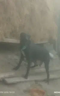 واگذاری سگ