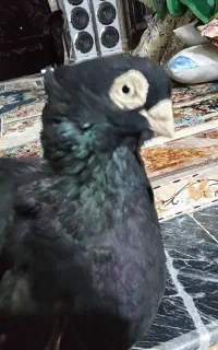 فروش کفتر