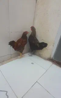 خروس