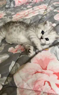 بچه گربه توله گربه