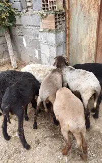 بره گوسفند نر ۷