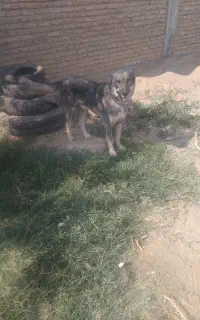 سگ خیلی عالی